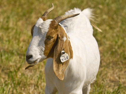 Goat, small ruminant